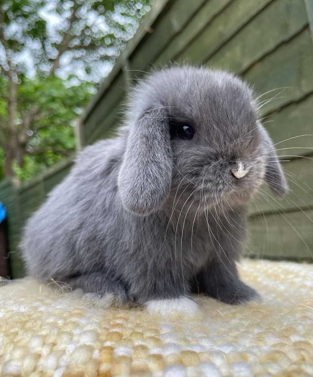 Coelhos anões orelhudos, mini lop super inteligentes e dóceis