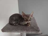 Piękny Kocurek Devon Rex "Bouli"