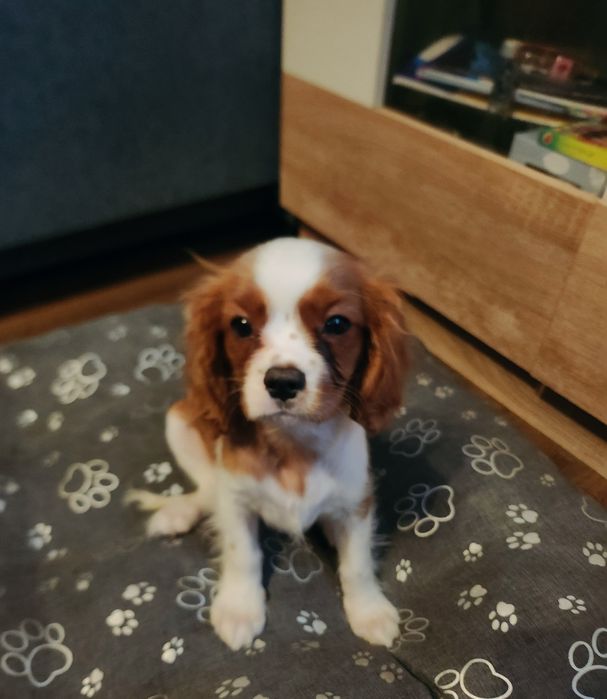 Cavalier king charles spaniel szczeniaczek