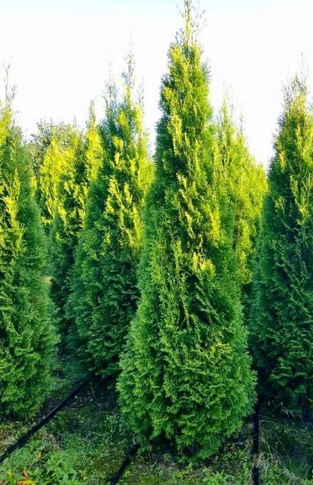 Tuja szmaragd, tuje, thuja szmaragd od 80 do 250 cm!