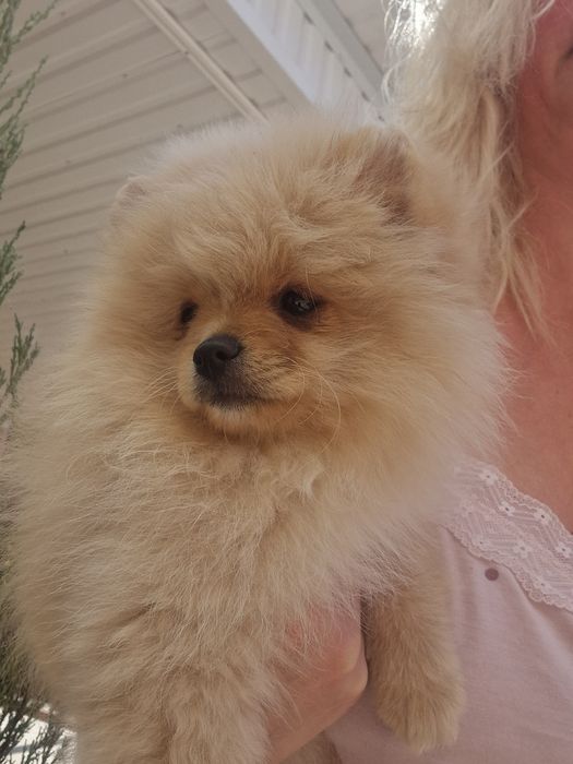 Чудові малюки. Померашки