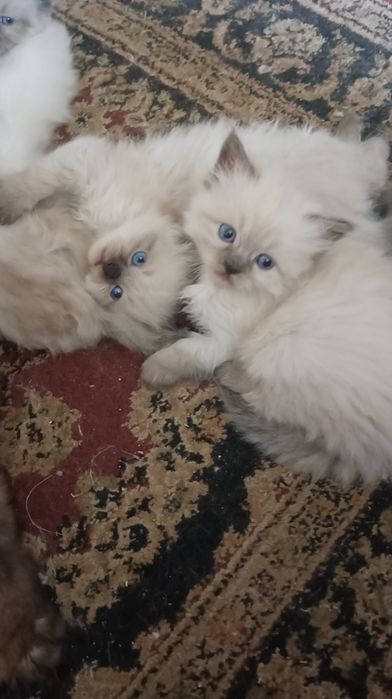 Невська маскарадна кошенята 1 міс, бронь