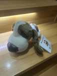 Nowy piesek basset Hound