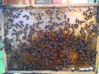 Pszczoły ramka wielkopolska