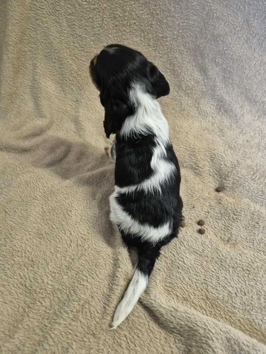 cocker spaniel angielski suczka