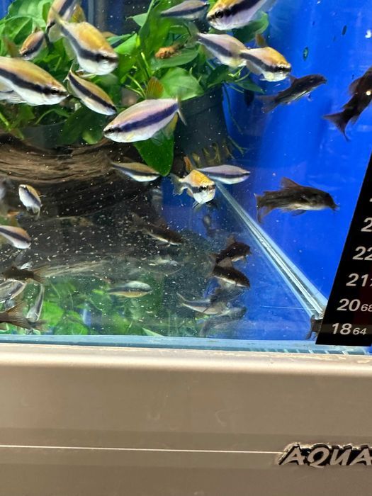 Kiryski corydoras kirys kirysek czarny