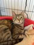 Sabrina - Para Adopção