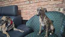 Whippet FCI piesek