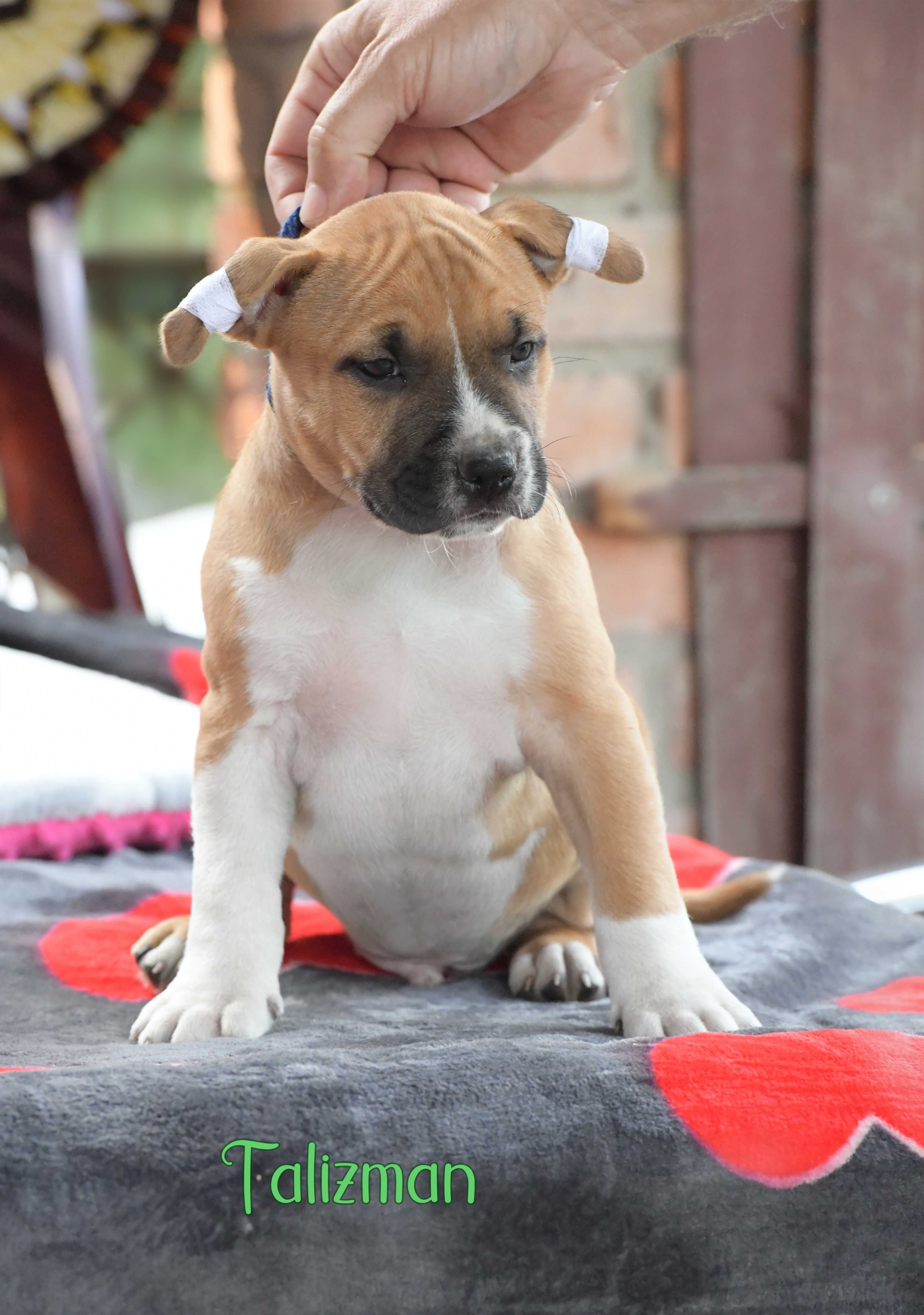 Amstaff chłopczyk doskonały rodowód i socjal