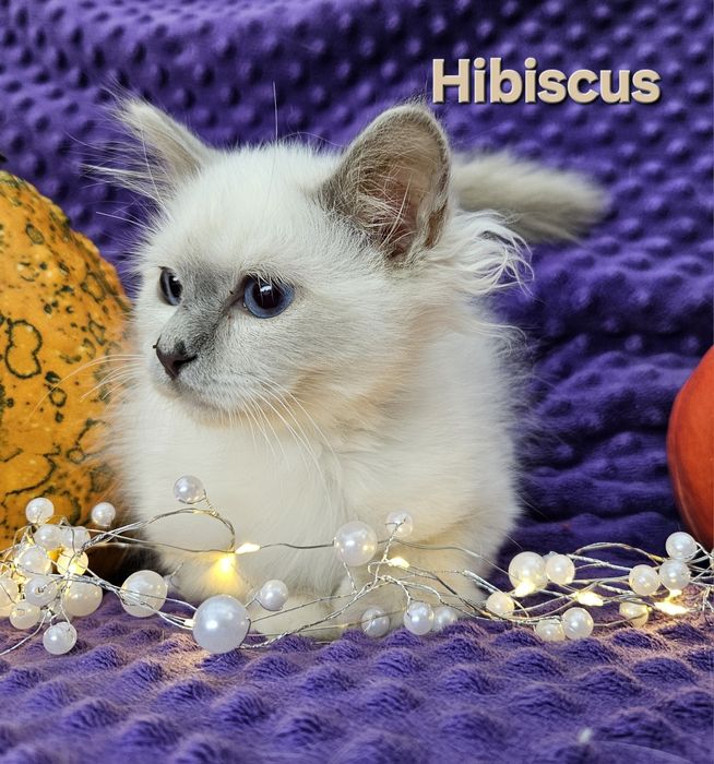 Święty Kot Birmański- Hibiscus