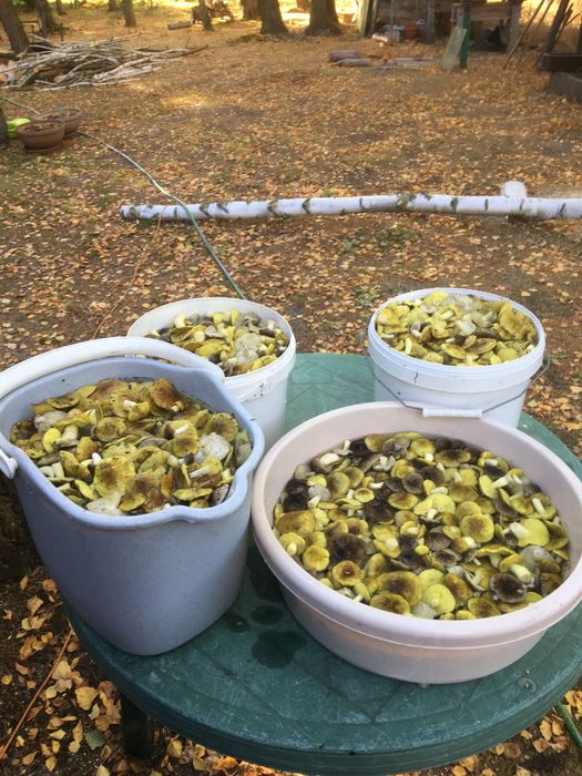 Grzyby mrożone gąska,opieńka.kurka,maślak.