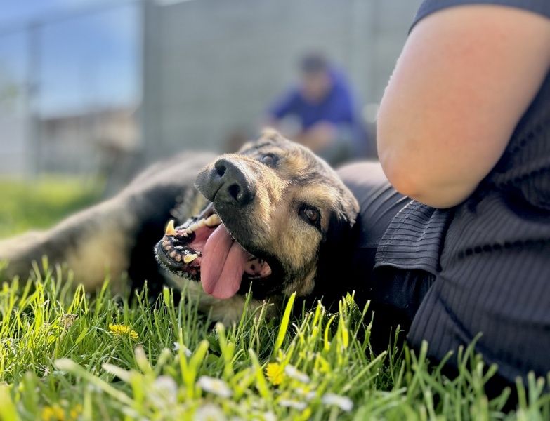 Halk do adopcji!