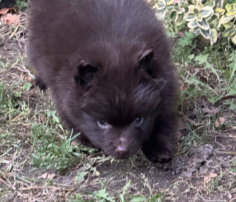 Pomeranian czekoladowy ekstra klasa z rodowodem szpic miniaturowy