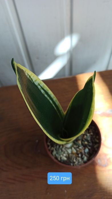 Продам гибискус,сансельверию,хою,сингониум