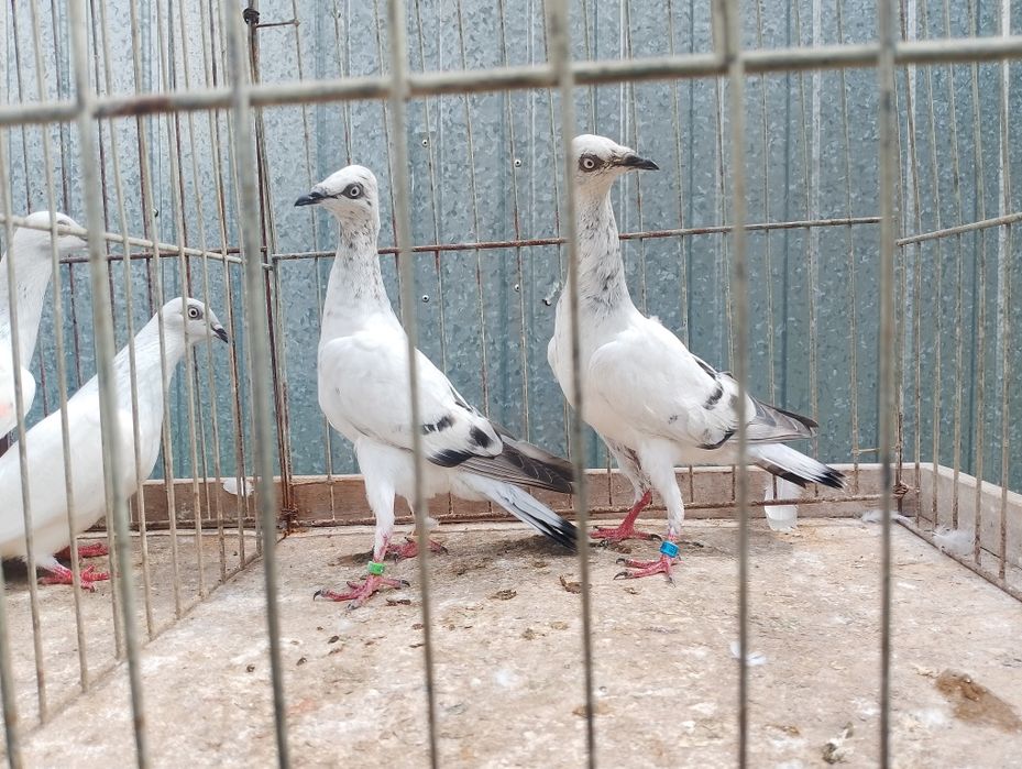 Sprzedam żałobników młode