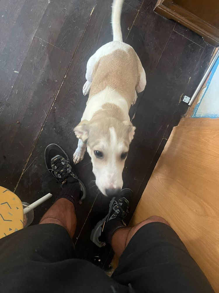 Cão bebé para adoção