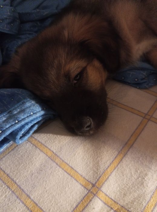 Cão para adopção - cruzado de Border collie