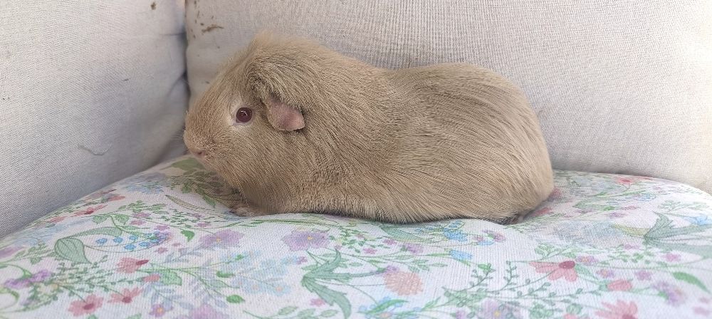 Para świnki morskie ,cavia domowa , świnka morska