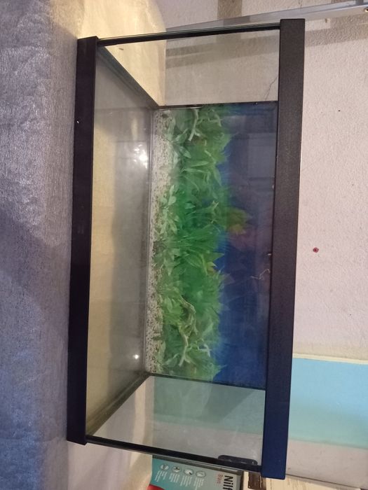 Aquário de vidro para peixes ou répteis