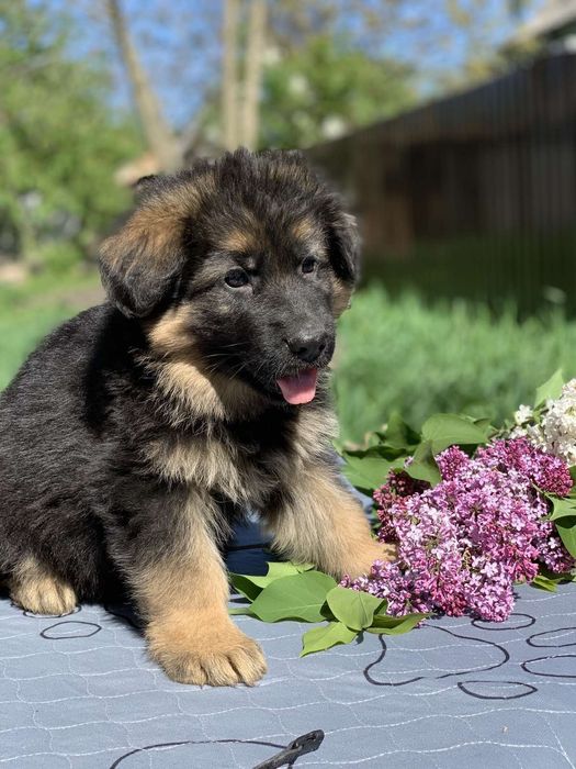 Цуцик німецької вівчарки