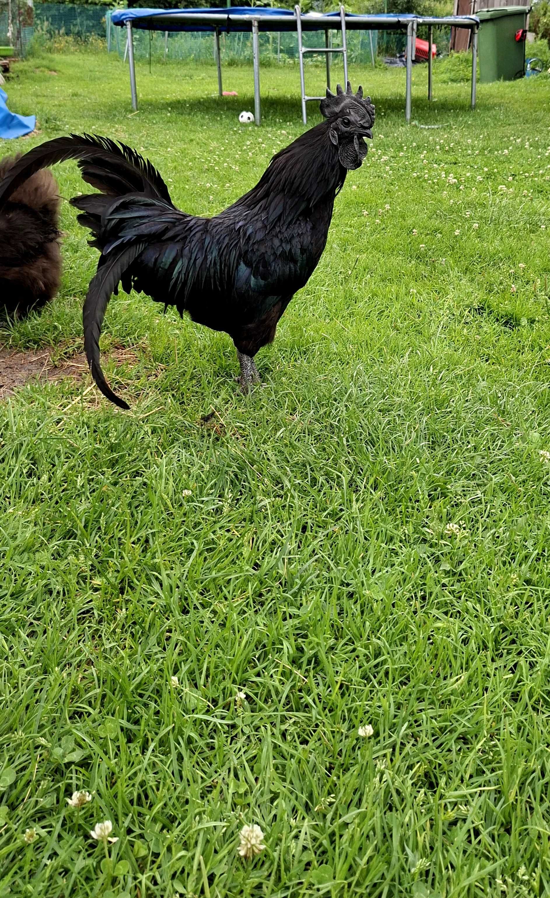 Para ayam cemani