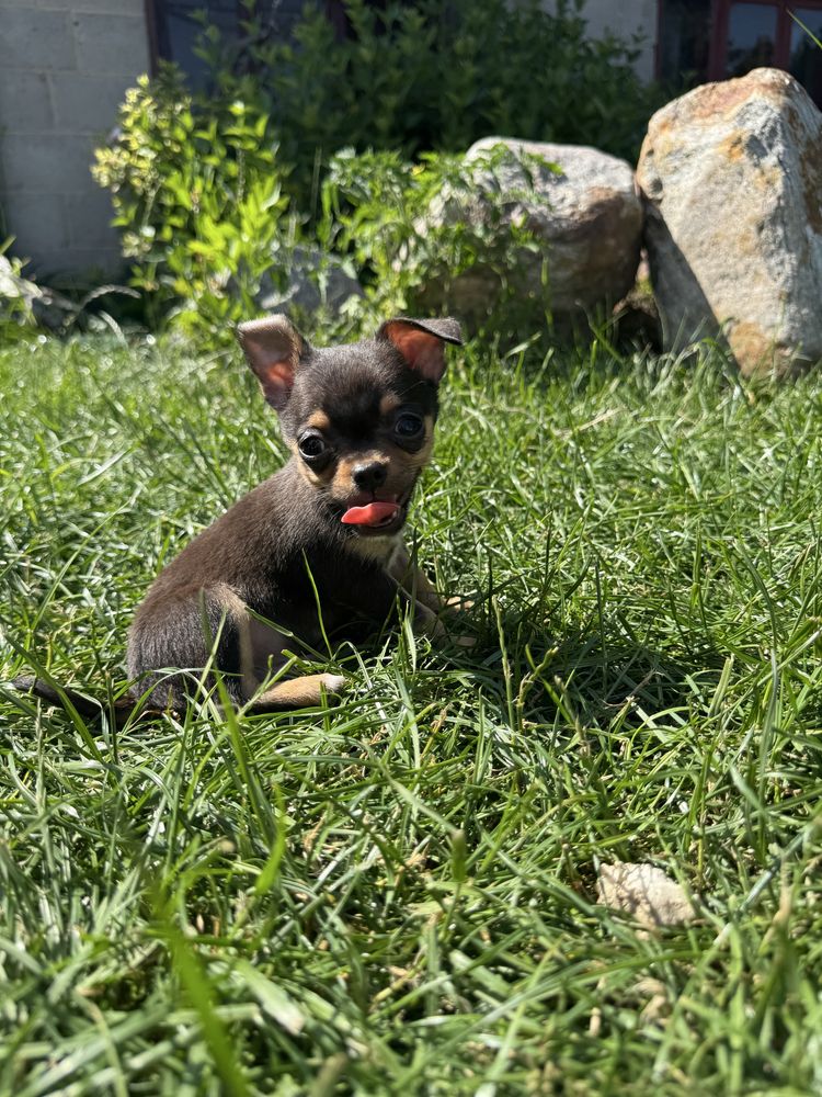 Piesek chihuahua