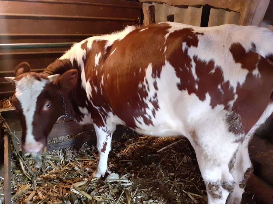 Продам тільну телицю