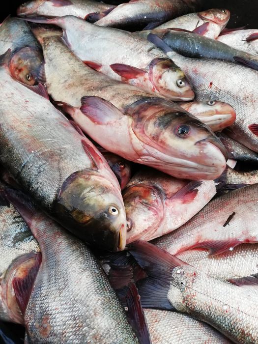 Продам живу рибу оптом