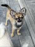 Suczka chihuahua ZKwP FCI