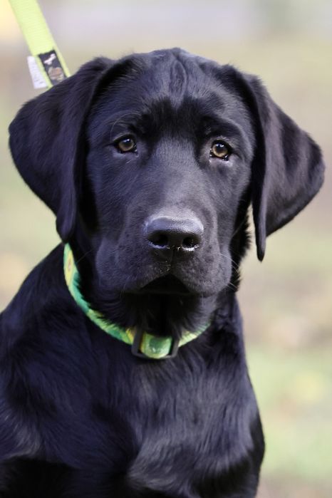 Цуценя лабрадора ретривера. КСУ