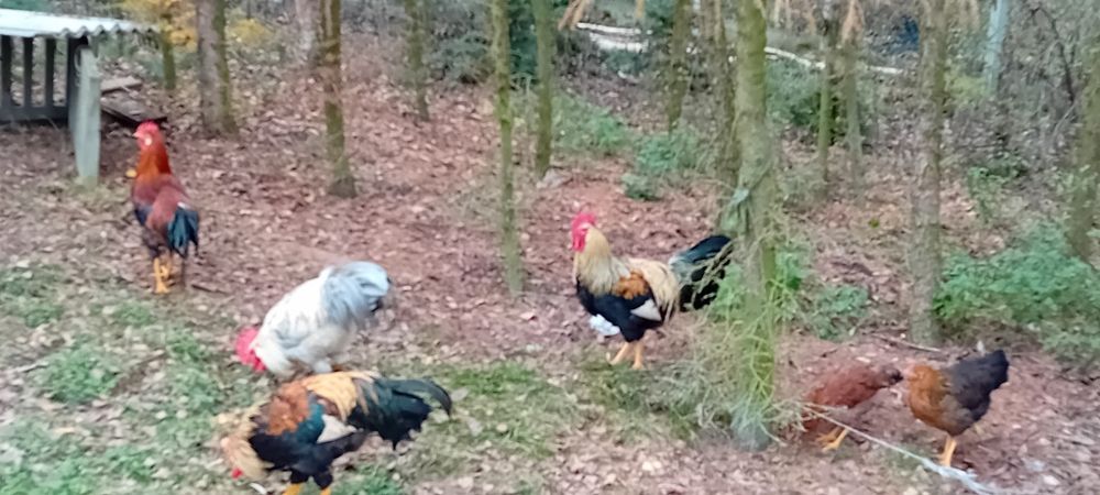 sprzedam młode koguty