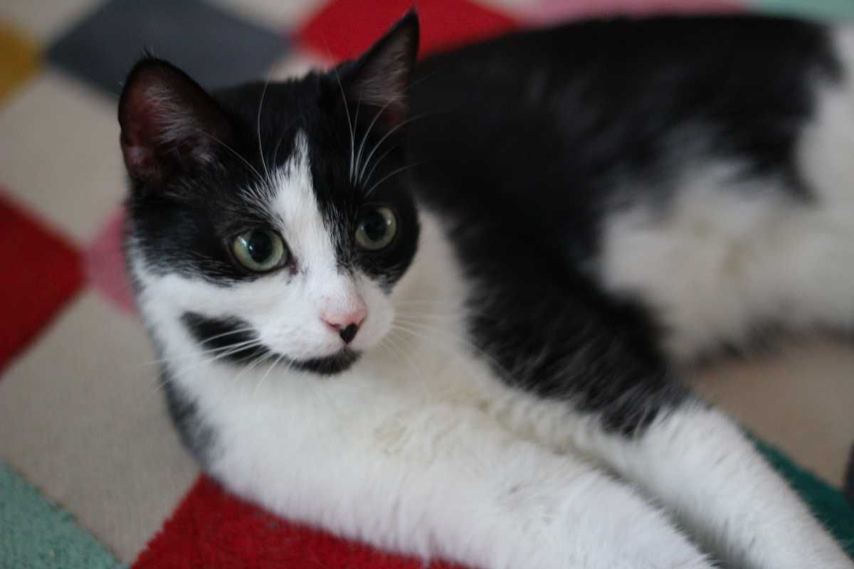 Natalka i Martynka - kotki, kicie, koty do adopcji