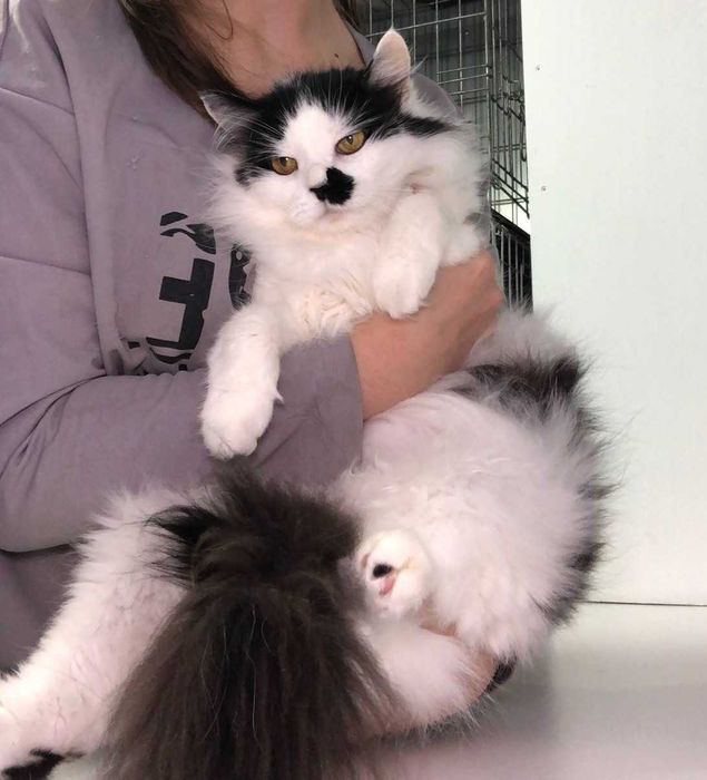 РОЗКІШНИЙ котик Матрос, лагідний, товариський муркотун!