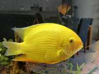 Pielegnice Severum 7 sztuk