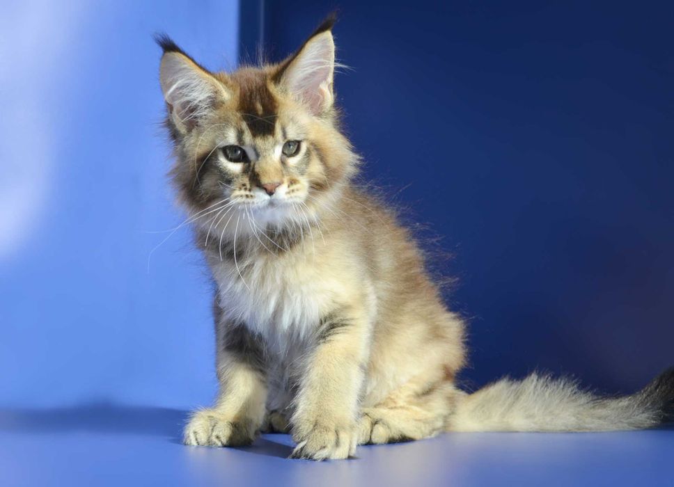 Роскошный мальчик. Мейн кун