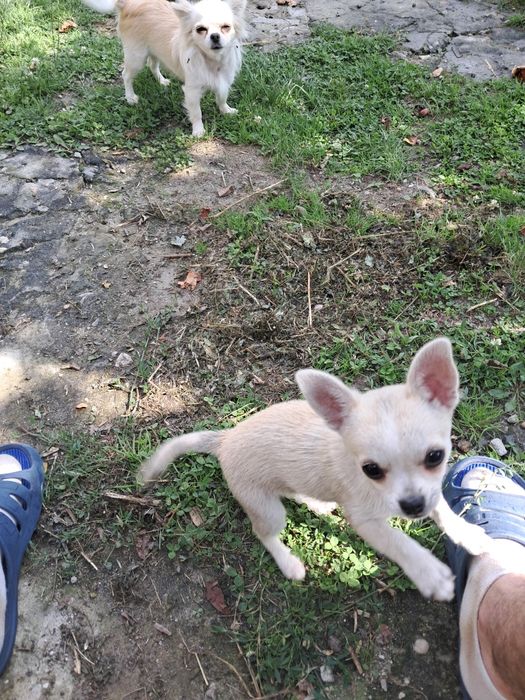 Piesek Chihuahua