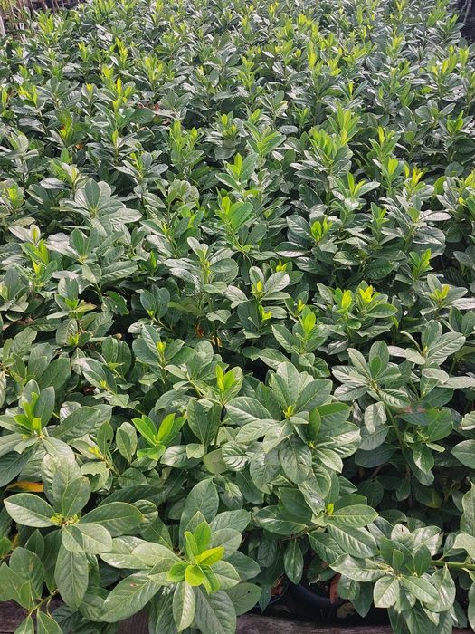 Laurowisnia nowita 60- 120cm hurt/detal