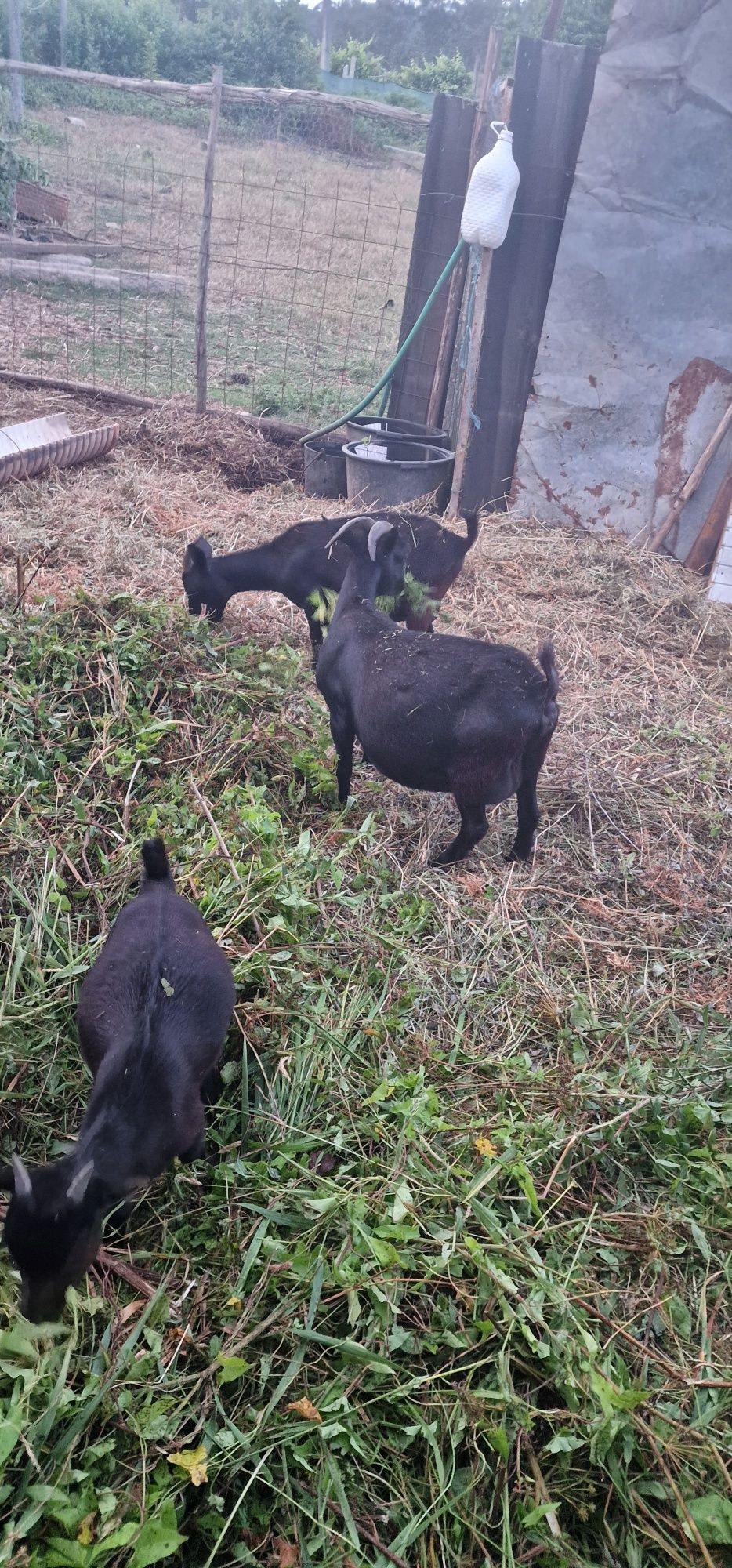 Vende-se cabritas e cabritos  anãs
