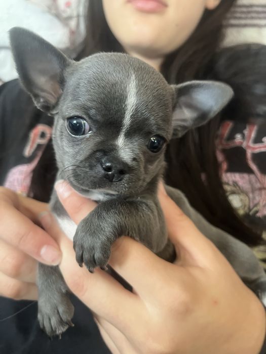 Szczeniaczek chihuahua