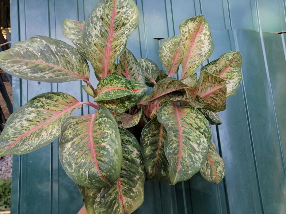 Аглаонема інші сорти