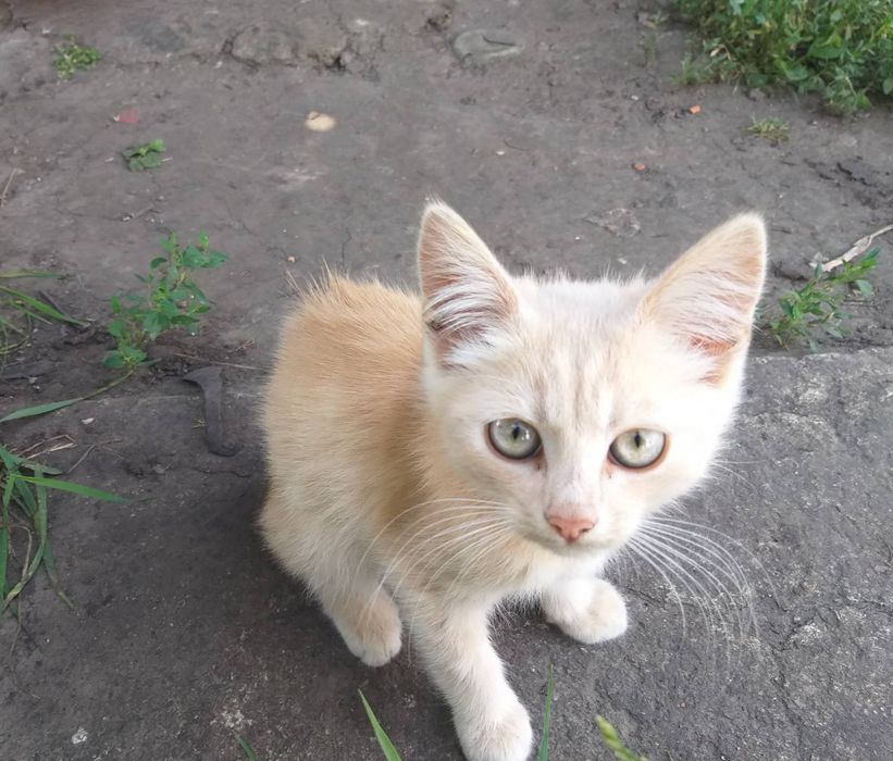 Котики в пошуках нової родини