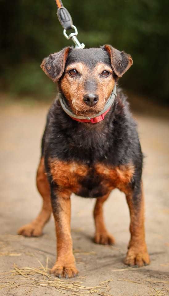 Sunia terier niemiecki do adopcji