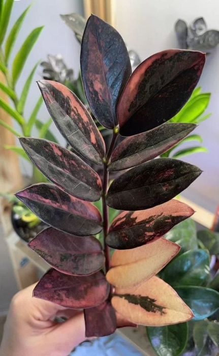 Заміокулькас блек пінк. Вкорінення.