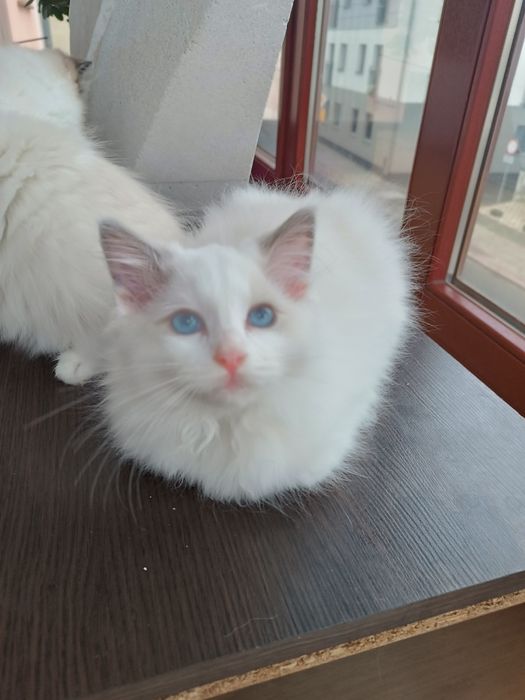 Kotek Ragdoll z legalnej hodowli