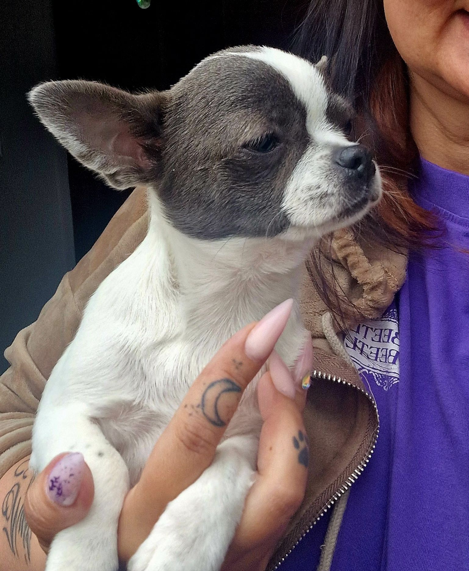 Chihuahua piesek samiec niebiesko biały krótkowłosy