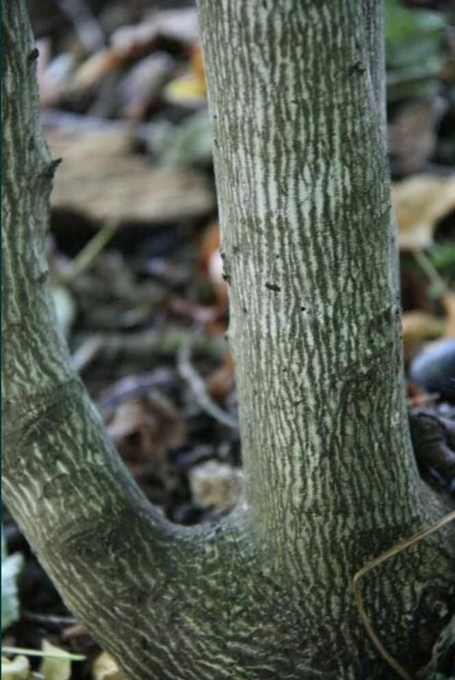 Kłokoczka południowa 46gr/nasiono 426szt drzewko różańcowe staphylea p