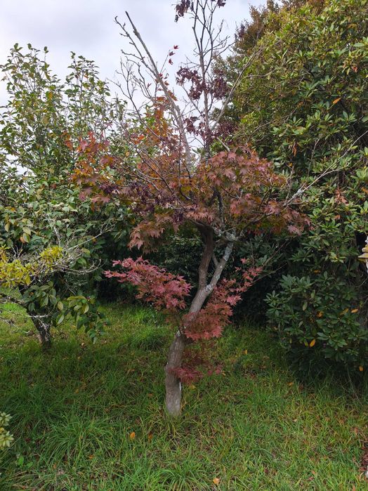 Árvore Acer com mais de 40 anos