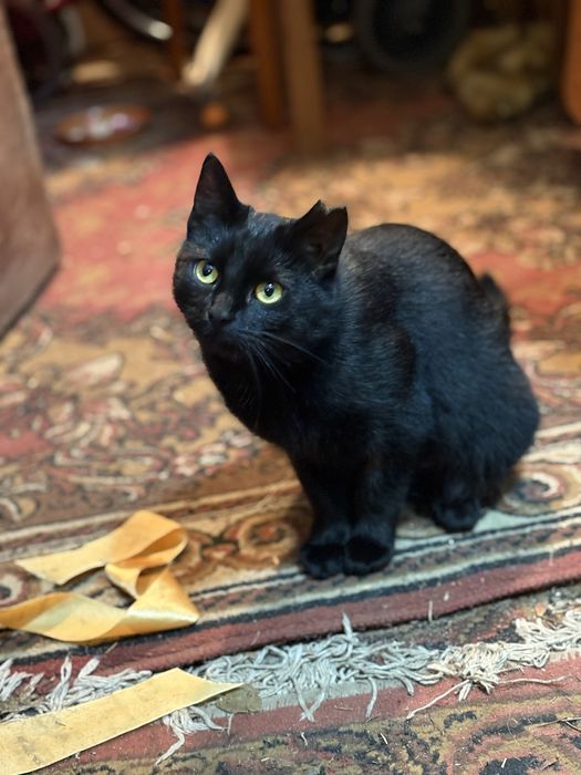 Mloda kotka szuka domu