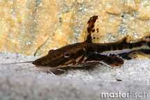 Sum Płaskopyski (pseudoplatystoma fasciatum) MASSON