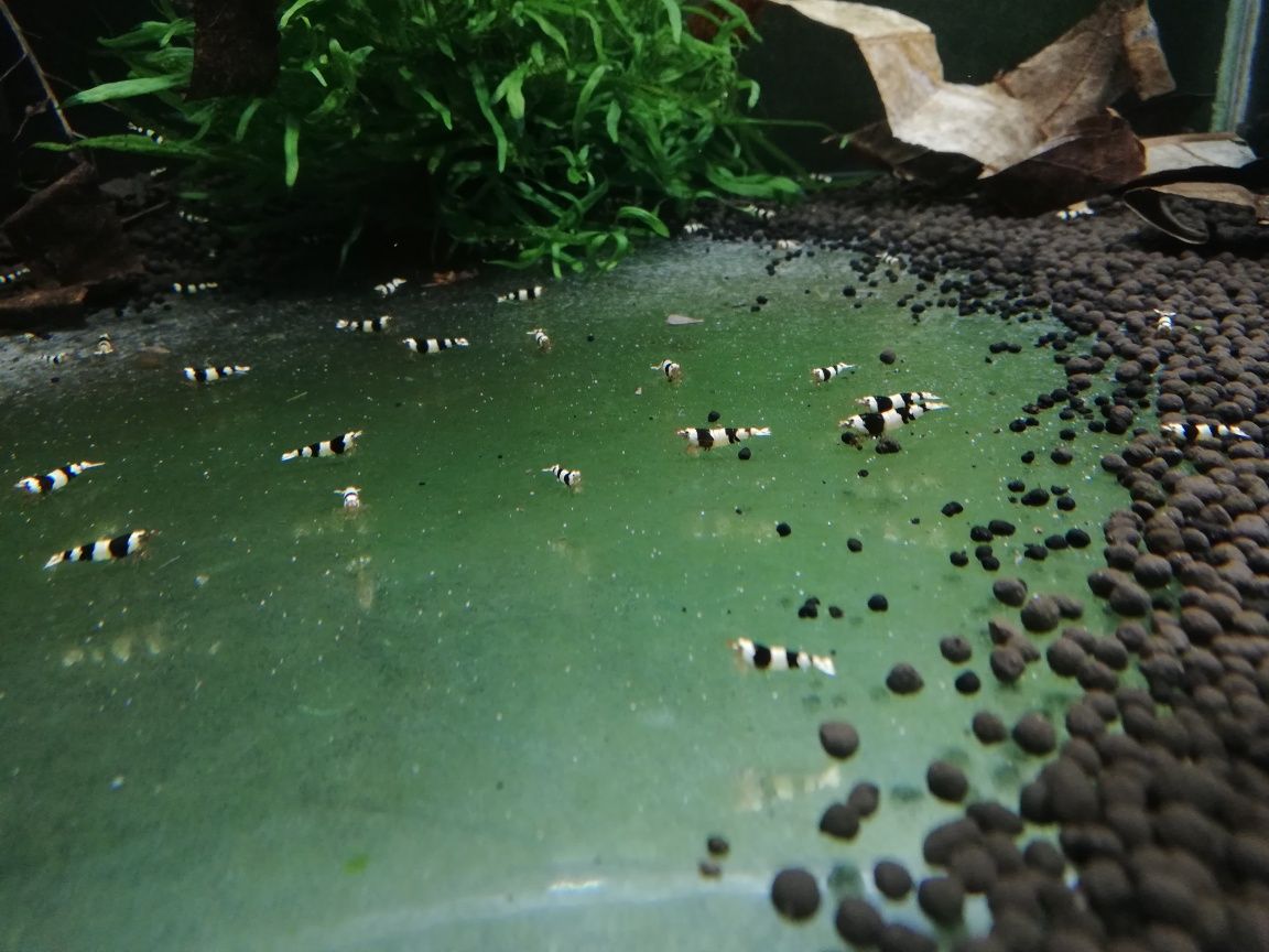 Krewetki Pure Black Line - PBL